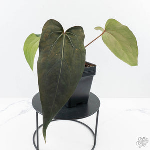 Anthurium Lynette '18' x Dark & Handsome '9' by DocBlock® (wk24-A)