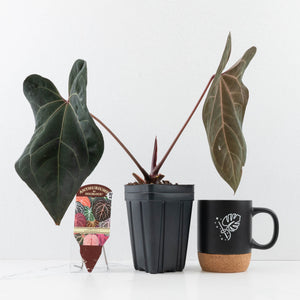 Anthurium Lynette '18' x Dark & Handsome '9' by DocBlock® (wk31-H)