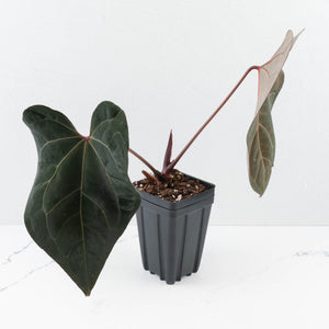 Anthurium Lynette '18' x Dark & Handsome '9' by DocBlock® (wk31-H)
