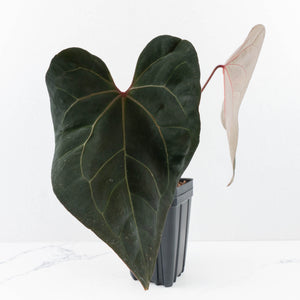 Anthurium Lynette '18' x Dark & Handsome '9' by DocBlock® (wk31-H)