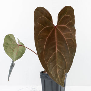 Anthurium Lynette '18' x Dark & Handsome '9' by DocBlock® (wk31-H)