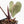 Anthurium Lynette '18' x Dark & Handsome '9' by DocBlock® (wk31-H)