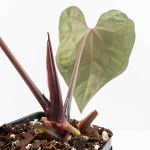 Anthurium Lynette '18' x Dark & Handsome '9' by DocBlock® (wk31-H)