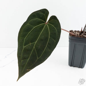 Anthurium Lynette '18' x Dark & Handsome '9' by DocBlock® (wk19-Q)