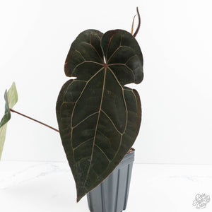 Anthurium Lynette '18' x Dark & Handsome '9' by DocBlock® (wk19-Q)