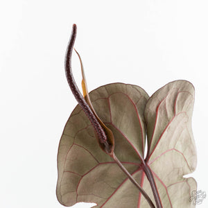 Anthurium Lynette '18' x Dark & Handsome '9' by DocBlock® (wk19-Q)