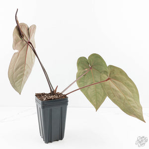 Anthurium Lynette '18' x Dark & Handsome '9' by DocBlock® (wk19-Q)