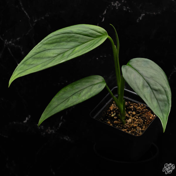 Monstera Obliqua 'Columbia' *Grower's Choice*