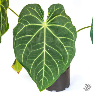 Anthurium magnificum Sp. Trilobe Rio Guanche *Grower's Choice*