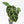 Anthurium Magnificent Dark '49' x  Zara '29' by DocBlock® (wk21-UC) *Blister Variegation*