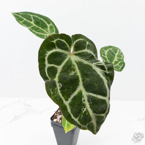 Anthurium Magnificent Dark '49' x  Zara '29' by DocBlock® (wk21-UC) *Blister Variegation*