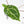 Anthurium Magnificent Dark '49' x  Zara '29' by DocBlock® (wk21-UC) *Blister Variegation*