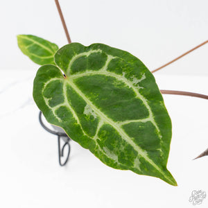 Anthurium Magnificent Dark '49' x  Zara '29' by DocBlock® (wk21-UC) *Blister Variegation*