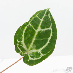Anthurium Magnificent Dark '49' x  Zara '29' by DocBlock® (wk21-UC) *Blister Variegation*