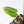 Anthurium Magnificent Dark '49' x  Zara '29' by DocBlock® (wk21-UC) *Blister Variegation*