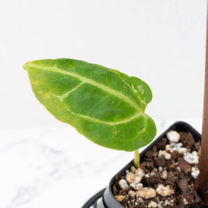 Anthurium Magnificent Dark '49' x  Zara '29' by DocBlock® (wk21-UC) *Blister Variegation*