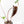 Anthurium Magnificent Dark '49' x  Zara '29' by DocBlock® (wk21-UC) *Blister Variegation*