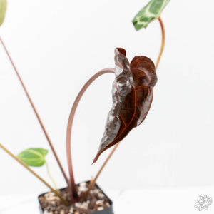 Anthurium Magnificent Dark '49' x  Zara '29' by DocBlock® (wk21-UC) *Blister Variegation*