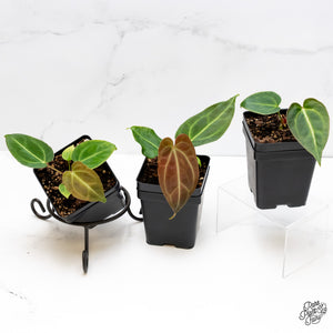 Anthurium Magnificum *Grower's Choice*