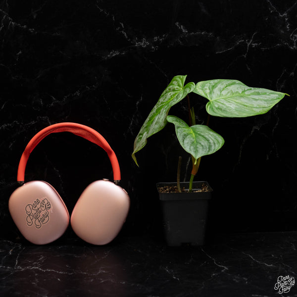 Philodendron 'Majestic' (verrucosum x sodiroi) starter *Grower's choice*