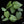 Philodendron 'Majestic' (verrucosum x sodiroi) starter *Grower's choice*