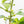 Ficus 'Electrolyte' (wk40-U156)