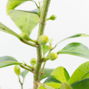 Ficus 'Electrolyte' (wk40-U156)