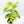 Ficus 'Electrolyte' (wk40-U156)