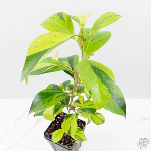 Ficus 'Electrolyte' (wk40-U156)