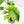 Ficus 'Electrolyte' (wk40-U156)