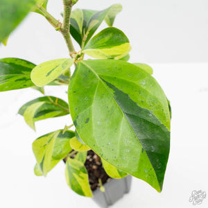 Ficus 'Electrolyte' (wk40-U156)