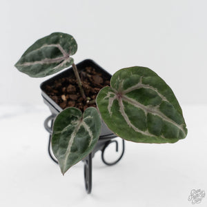 Anthurium Michelle by DocBlock - Purple Veins (wk43-L389)