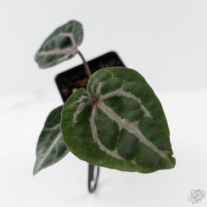 Anthurium Michelle by DocBlock - Purple Veins (wk43-L389)