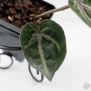 Anthurium Michelle by DocBlock - Purple Veins (wk43-L389)