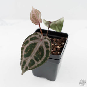 Anthurium 'Michelle' by DocBlock® (wk44-L418)