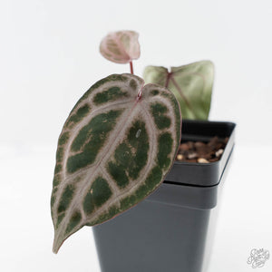 Anthurium 'Michelle' by DocBlock® (wk44-L418)
