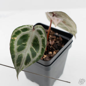 Anthurium 'Michelle' by DocBlock® (wk44-L418)