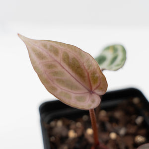 Anthurium 'Michelle' by DocBlock® (wk44-L418)