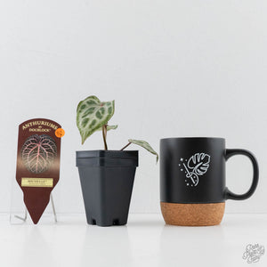 Anthurium 'Michelle' by DocBlock - Extra Silver (wk44-L419)