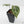 Anthurium 'Michelle' by DocBlock - Extra Silver (wk44-L419)