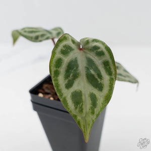 Anthurium 'Michelle' by DocBlock - Extra Silver (wk44-L419)