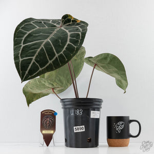 Variegated Anthurium 'Michelle' by DocBlock® (wk43-U183)