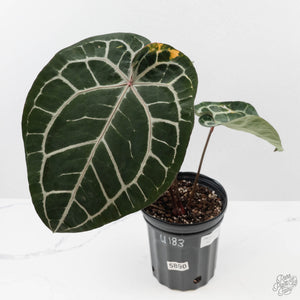 Variegated Anthurium 'Michelle' by DocBlock® (wk43-U183)