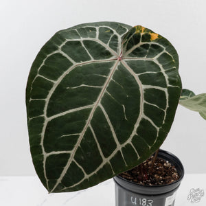 Variegated Anthurium 'Michelle' by DocBlock® (wk43-U183)
