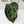 Variegated Anthurium 'Michelle' by DocBlock® (wk43-U183)