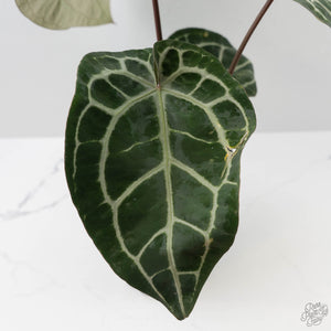 Variegated Anthurium 'Michelle' by DocBlock® (wk43-U183)