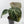 Variegated Anthurium 'Michelle' by DocBlock® (wk43-U183)