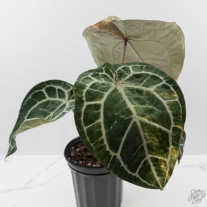Variegated Anthurium 'Michelle' by DocBlock® (wk43-U183)