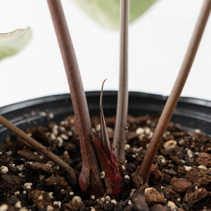 Variegated Anthurium 'Michelle' by DocBlock® (wk43-U183)
