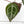 Anthurium Michelle '10' x Home, Sweet Home '32' by DocBlock® (wk18-G)